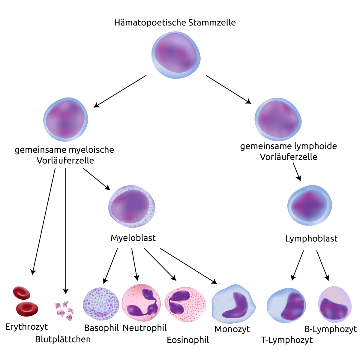 MedAT Vorbereitung | Biologie | Das Immunsystem